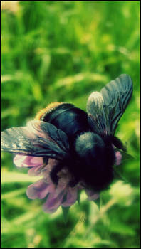 Bumble-bee