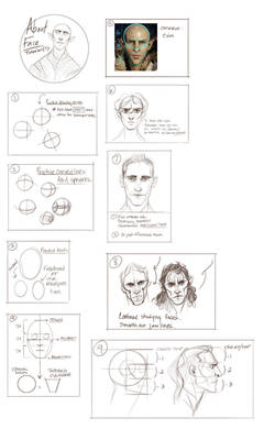 Face Proportions (Jawline and Chin)