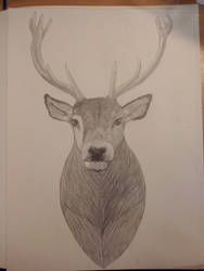 Hand drawn Stag