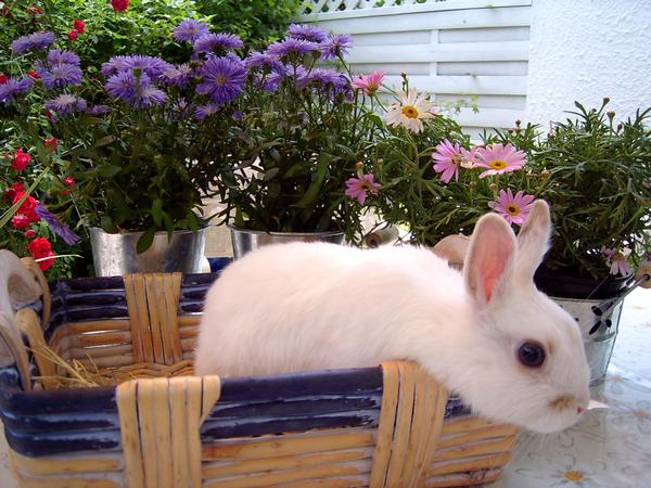 Easter Rabbit in a basket