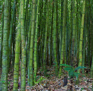 Azores bamboo