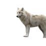 Tundra wolf.png