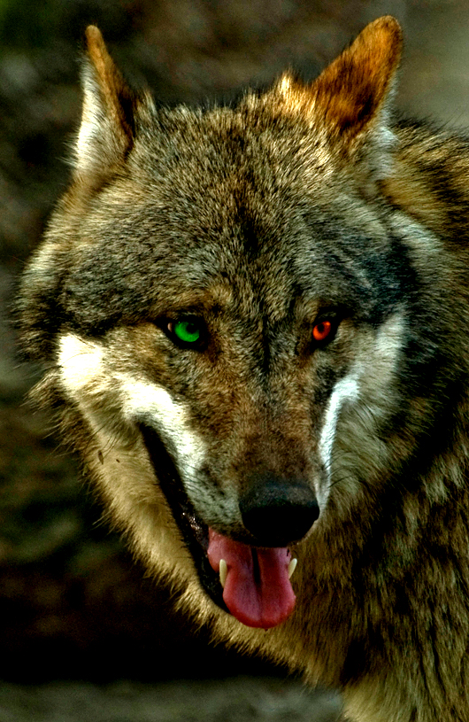 Wolf eye edits