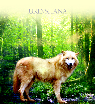 Wolf~Brinshana