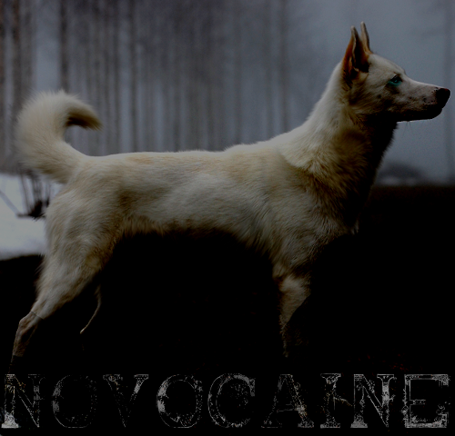 Novocaine-wolf-sunev-alacritis