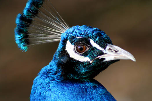 Hamburg Zoo - Peacock