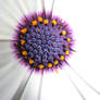 purple blossom close-up