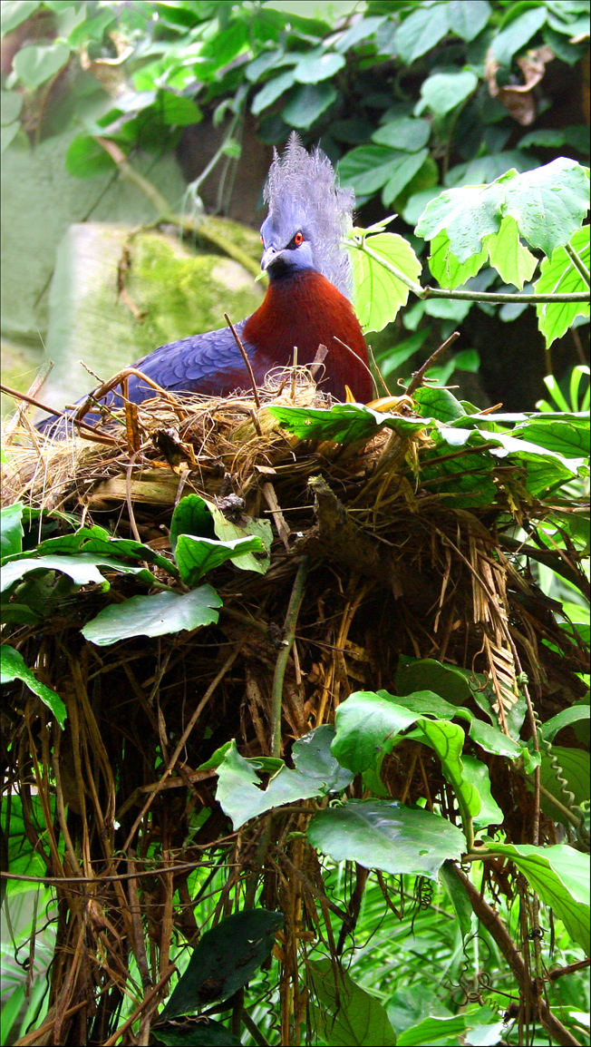 Goura in Rainforest