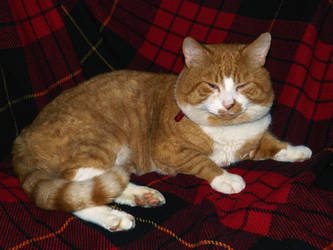 Ginger Tom on Tartan