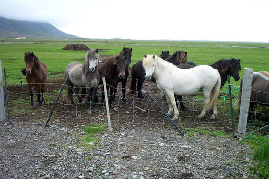 Icelandic ponies