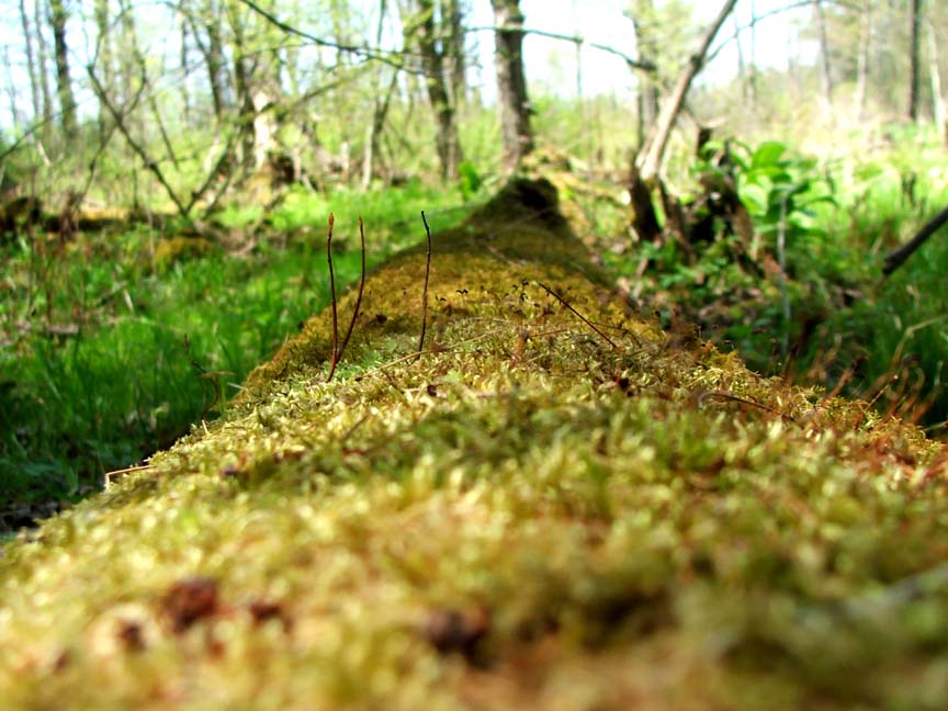 Moss