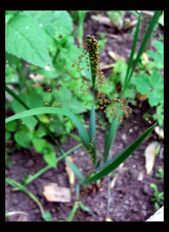 Spiders in my Onions - 2