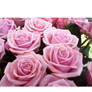 beautiful pink roses(original)