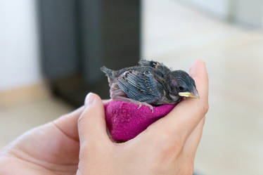 Baby Sparrow 7