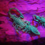 Little Marbled Scorpions