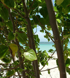 caraibean beach