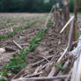 I went in a cornfield today