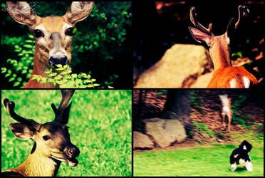 Deer Collage