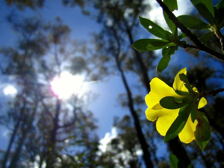 Sunlight in the Spring