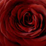 rose1