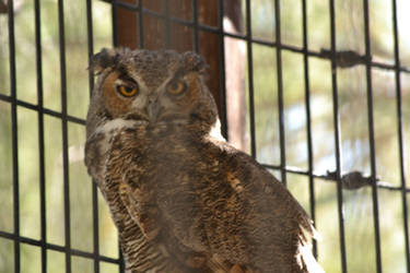 Derp Owl