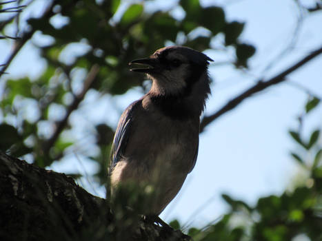 Blue Jay (15)