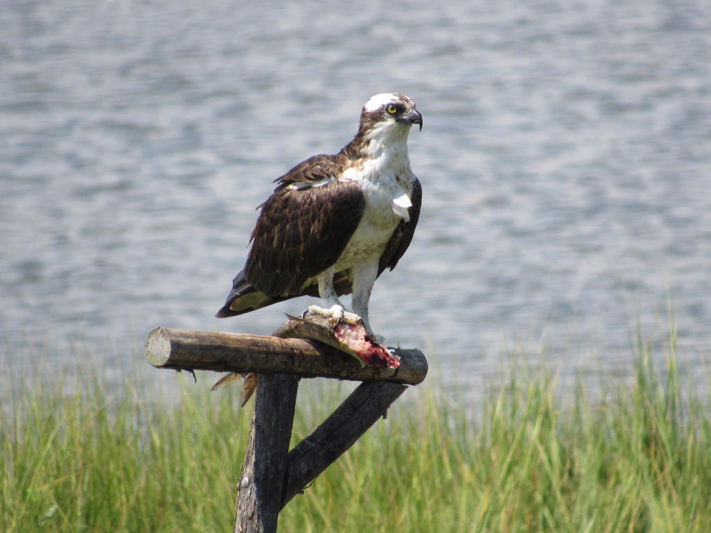 Osprey (11)