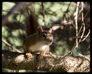 Squirrel