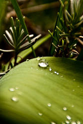drop on green leaf