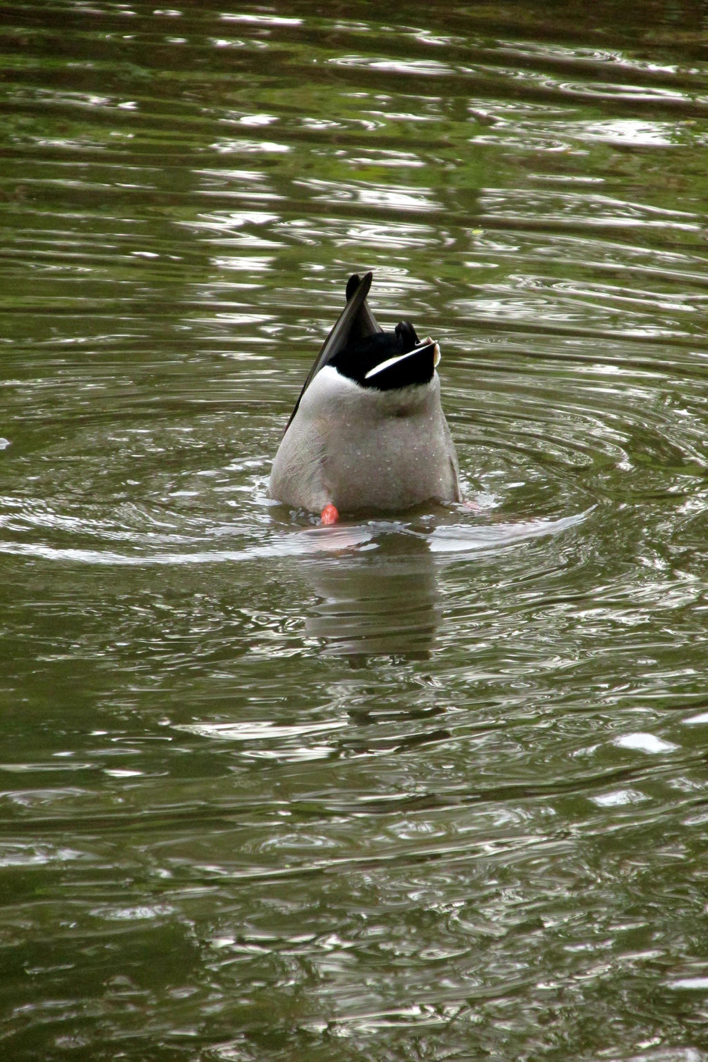 Bottoms up