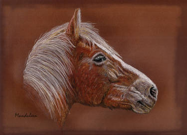 Kely Dafka, Haflinger mare