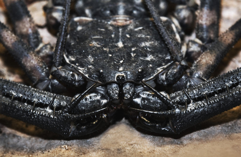 Damon Insect Damon variegatus by Eremita85 on DeviantArt
