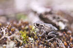 baby Bufo bufo by Eremita85