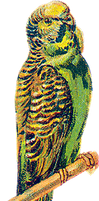 Victorian bird 12_quaddles