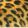 Animals 62_quaddles