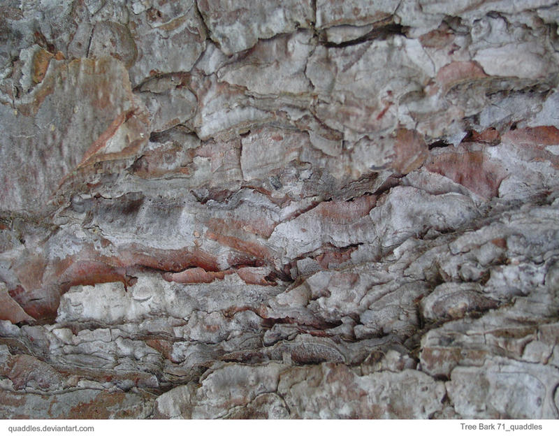 Tree Bark 71_quaddles