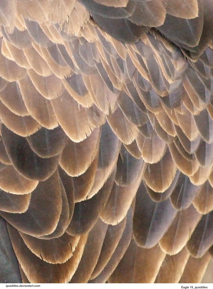 Eagle 19_quaddles