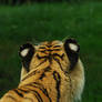 Tiger 31_quaddles