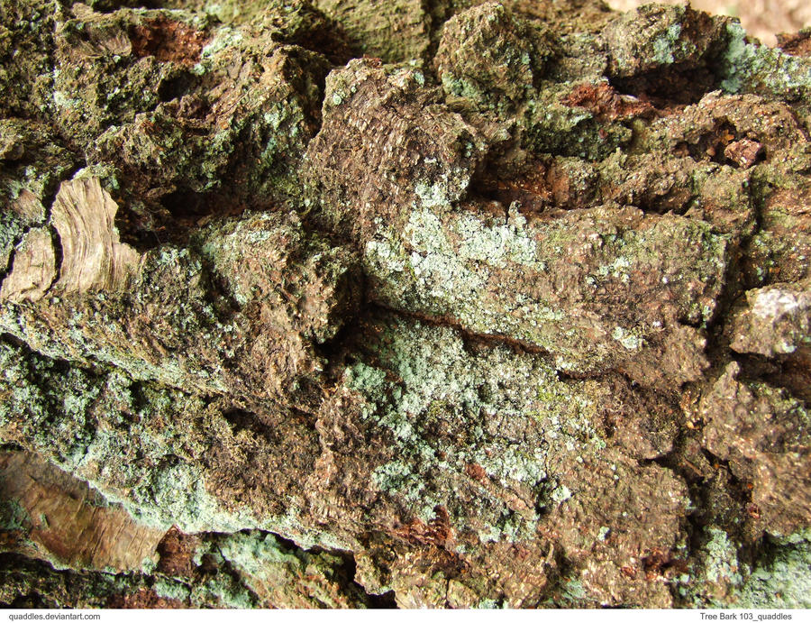 Tree Bark 106_quaddles