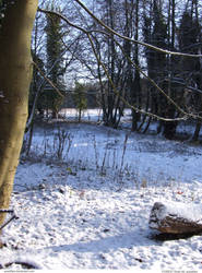 FOREST Road 48_quaddles