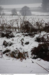 PLACES Views 75_quaddles