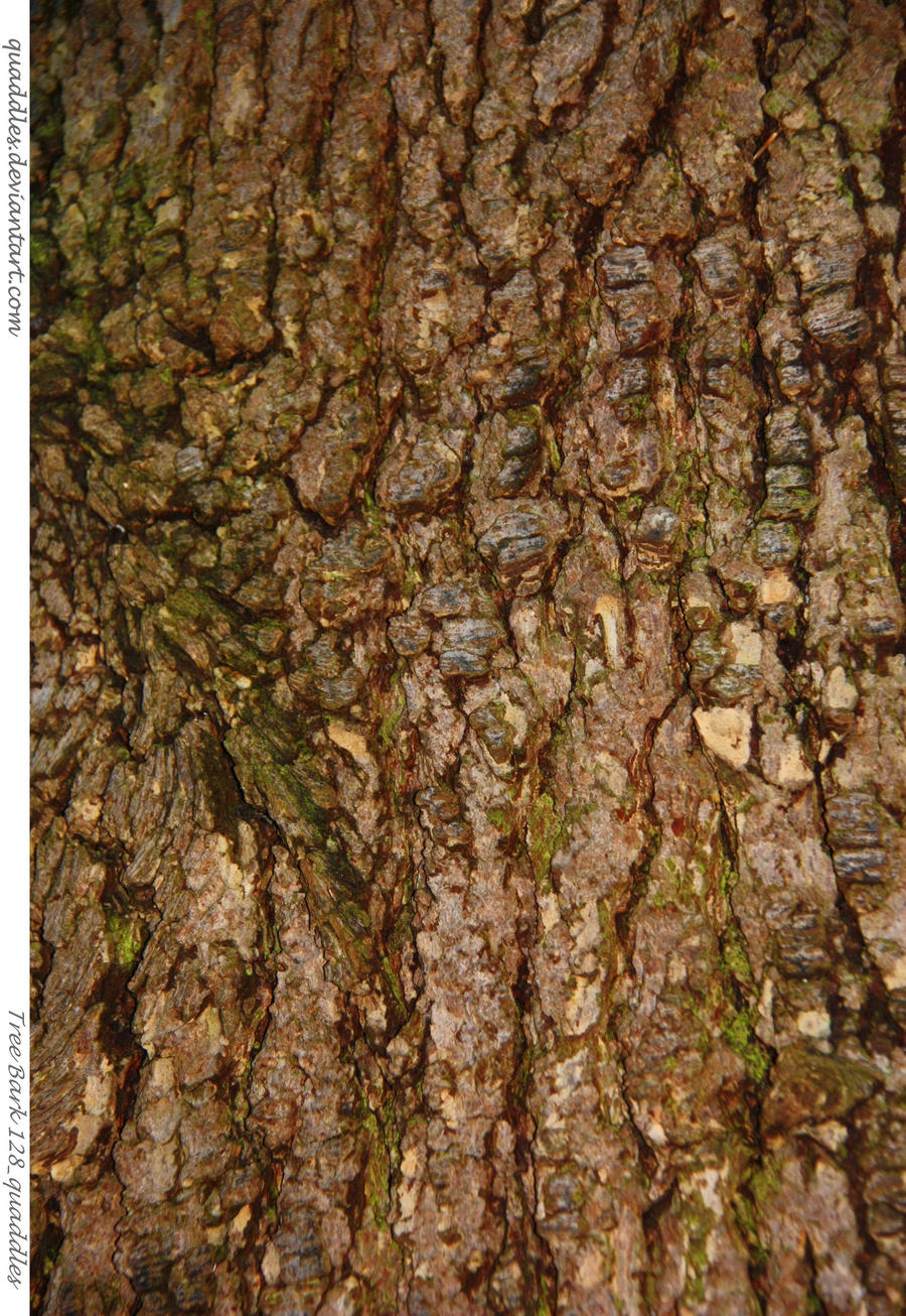 Tree Bark 128_quaddles 150th Wood texture