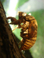 Cicada cast skin
