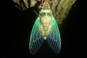 Cicada molt