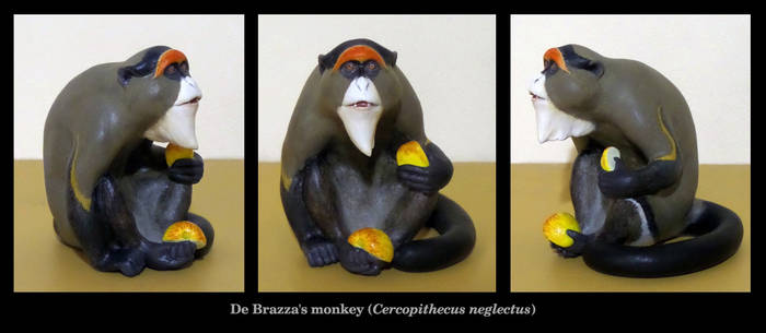 De Brazza's monkey