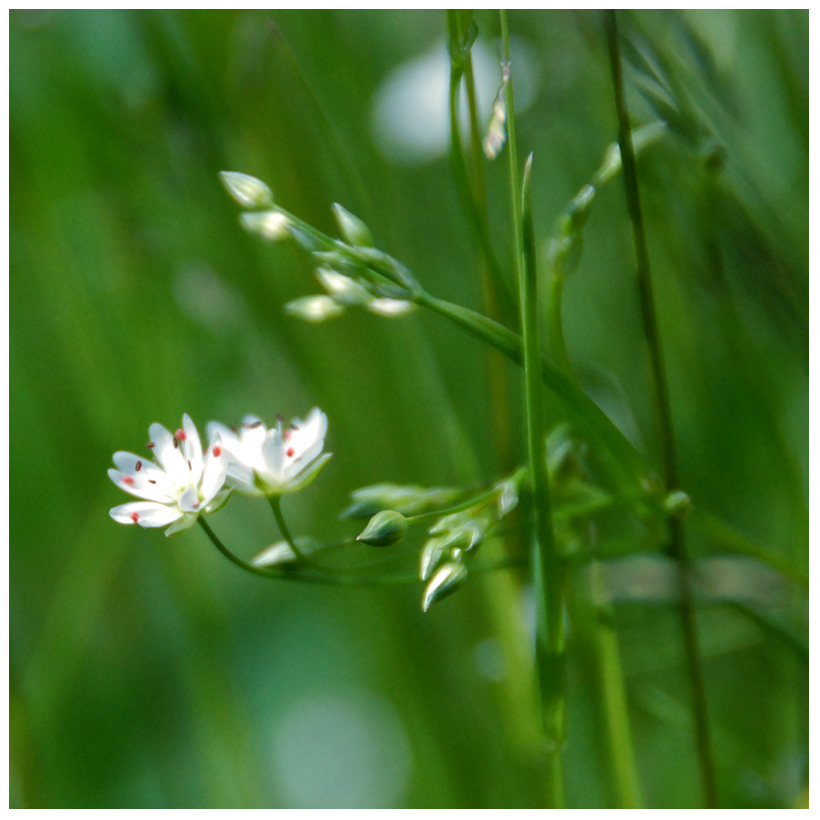 Starflower