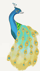 Peacock- Winterlove