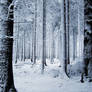 Snow Forest by MDFS