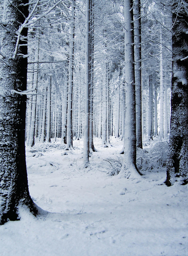 Snow Forest by MDFS