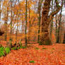 Forever Autumn Background